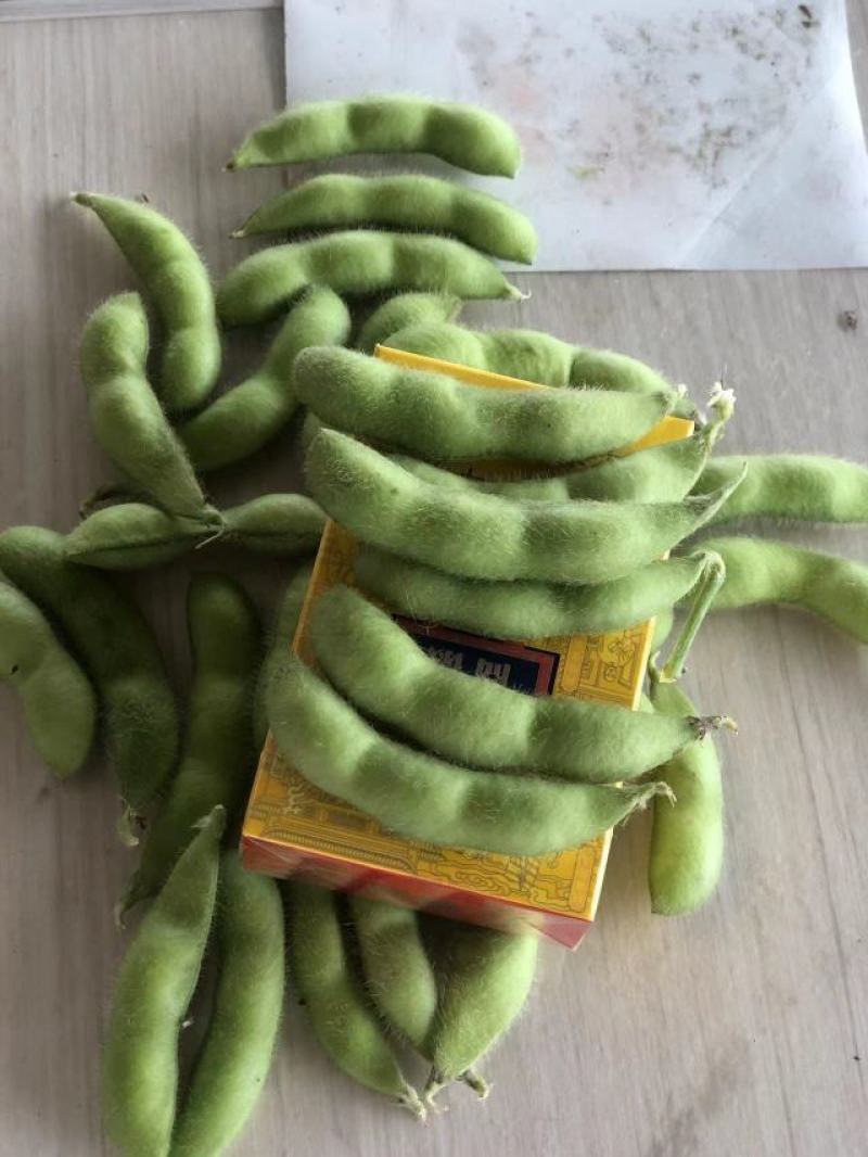 芜湖精品露天大青豆，饱满度都刚刚好