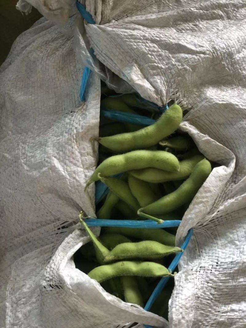 芜湖精品露天大青豆，饱满度都刚刚好
