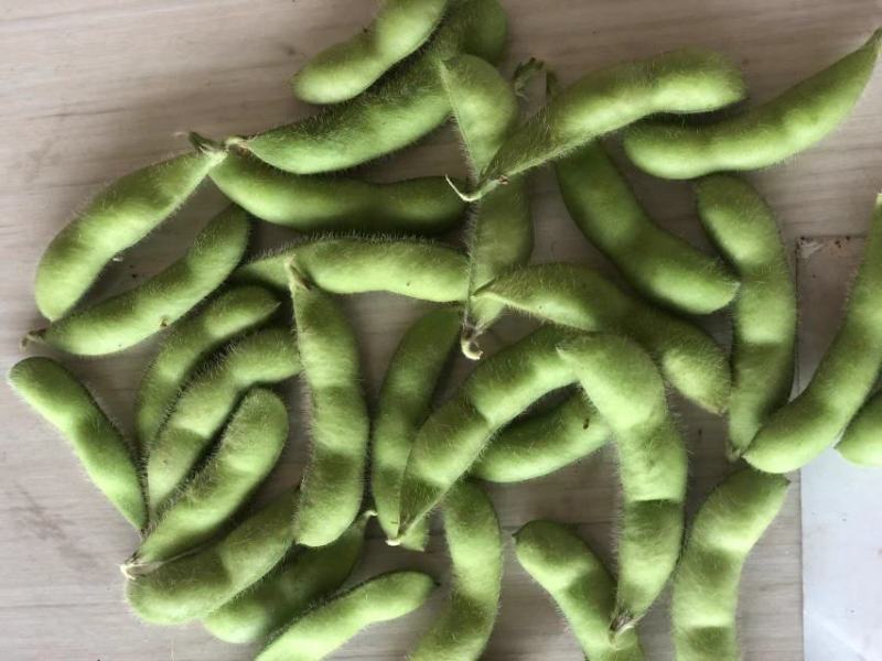 芜湖精品露天大青豆，饱满度都刚刚好