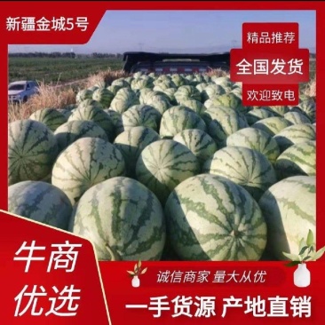 新疆西瓜金城五号皮薄个大基地直供全国代发