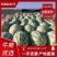 新疆西瓜金城五号皮薄个大基地直供全国代发