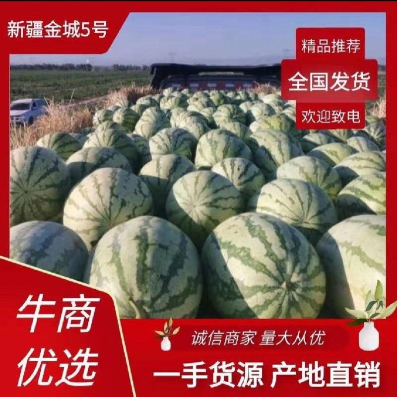 新疆西瓜金城五号皮薄个大基地直供全国代发