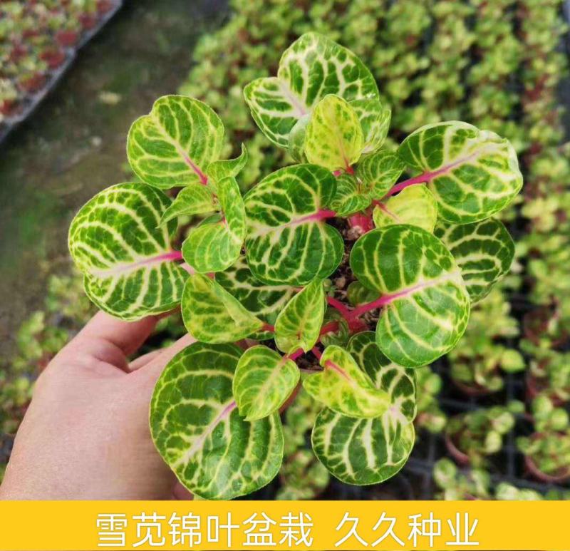进口雪苋锦叶血苋冰雪奇缘彩叶趣味提神小盆栽室内桌面多年生