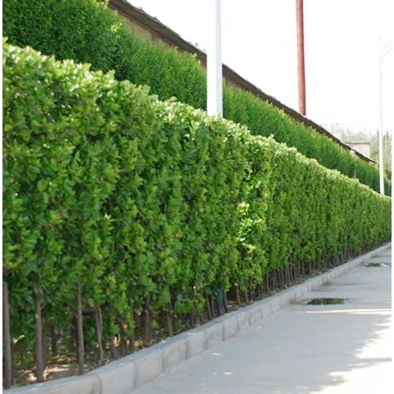 围墙篱笆植物大叶北海道黄杨苗冬青树苗四季常青耐寒庭院绿篱