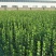围墙篱笆植物大叶北海道黄杨苗树苗四季常青耐寒庭院绿篱