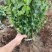 围墙篱笆植物大叶北海道黄杨苗树苗四季常青耐寒庭院绿篱