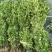 围墙篱笆植物大叶北海道黄杨苗树苗四季常青耐寒庭院绿篱