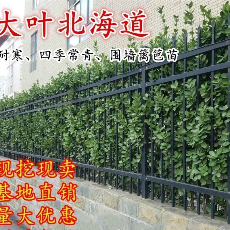 围墙篱笆植物大叶北海道黄杨苗冬青树苗四季常青耐寒庭院绿篱
