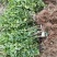 围墙篱笆植物大叶北海道黄杨苗树苗四季常青耐寒庭院绿篱