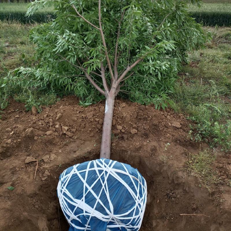 大量供应，6-15公分山桃，移栽苗，易成活，树形好，
