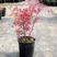 红枫树苗盆景四季耐寒室内外盆栽中国红枫叶花卉植物