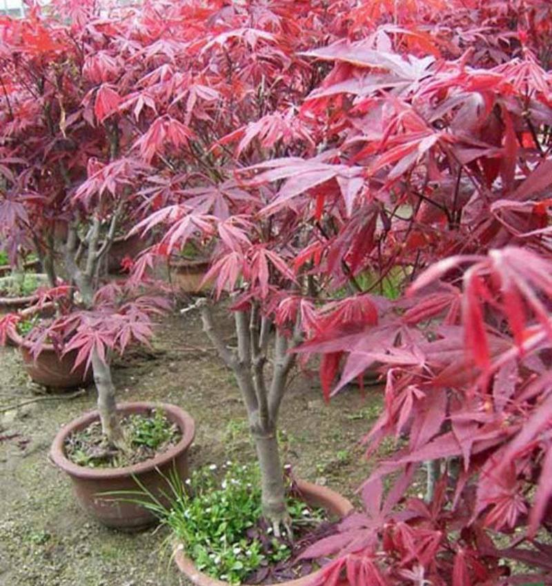 红枫树苗盆景四季耐寒室内外盆栽中国红枫叶花卉植物