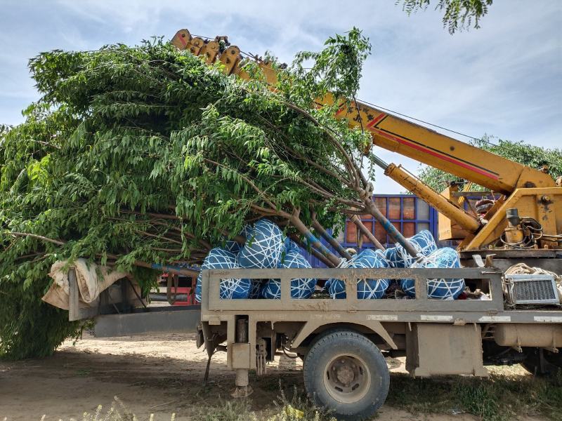 大量供应，6-15公分山桃，移栽苗，易成活，树形好，