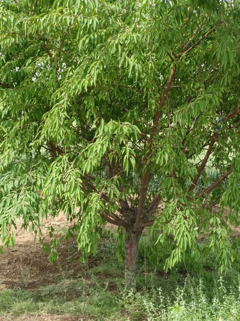 大量供应，6-15公分山桃，移栽苗，易成活，树形好，