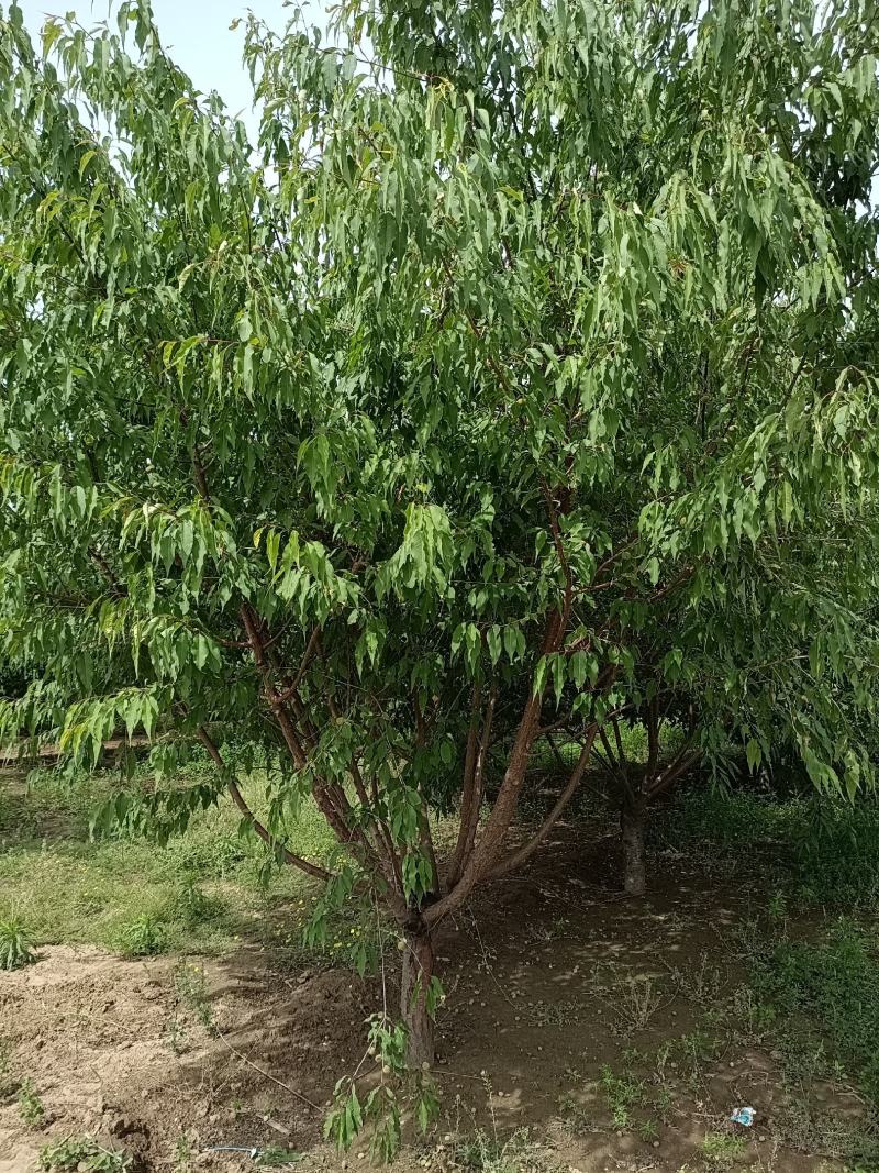 大量供应，6-15公分山桃，移栽苗，易成活，树形好，