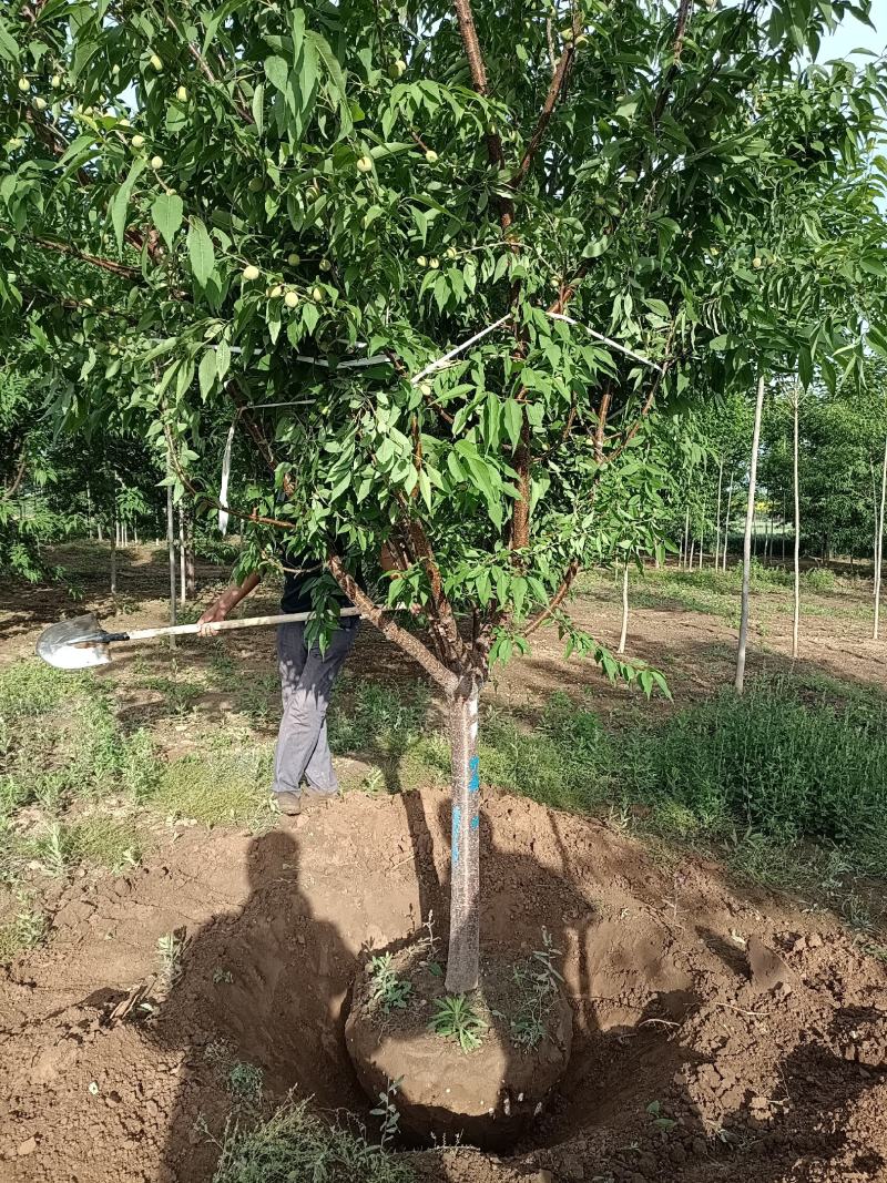 大量供应，6-15公分山桃，移栽苗，易成活，树形好，