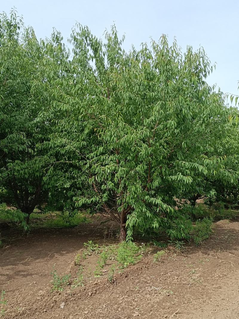 大量供应，6-15公分山桃，移栽苗，易成活，树形好，