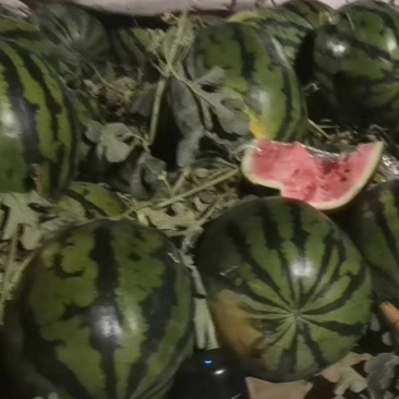 锦王西瓜