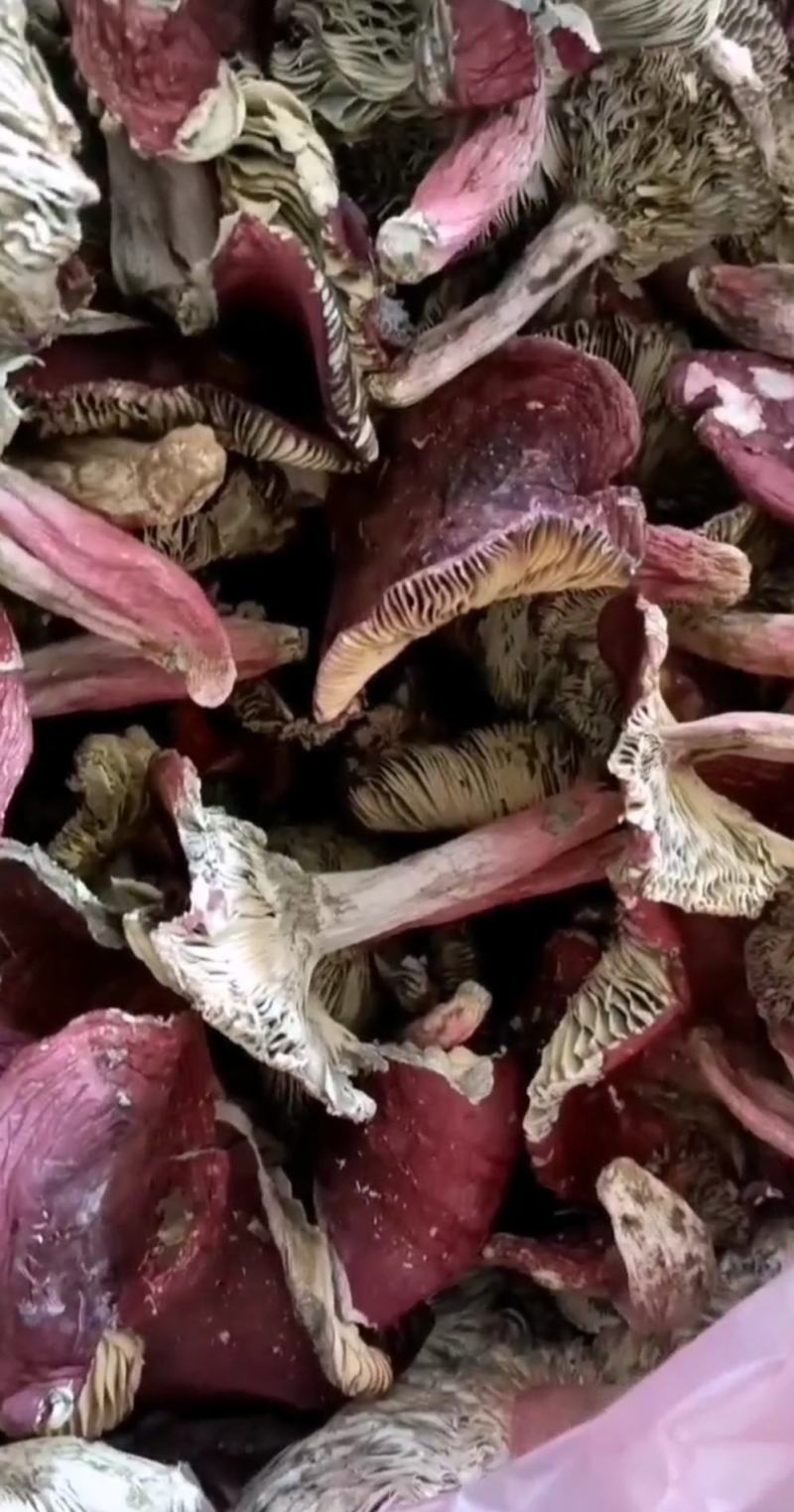 云南野生红菇，原生态，天然绿色食品，资源有限（顺丰包邮）
