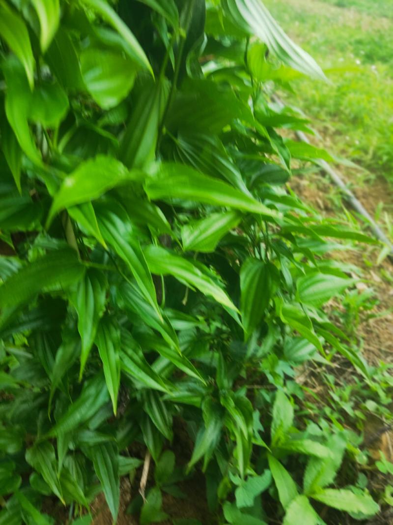 高产对叶百部种子