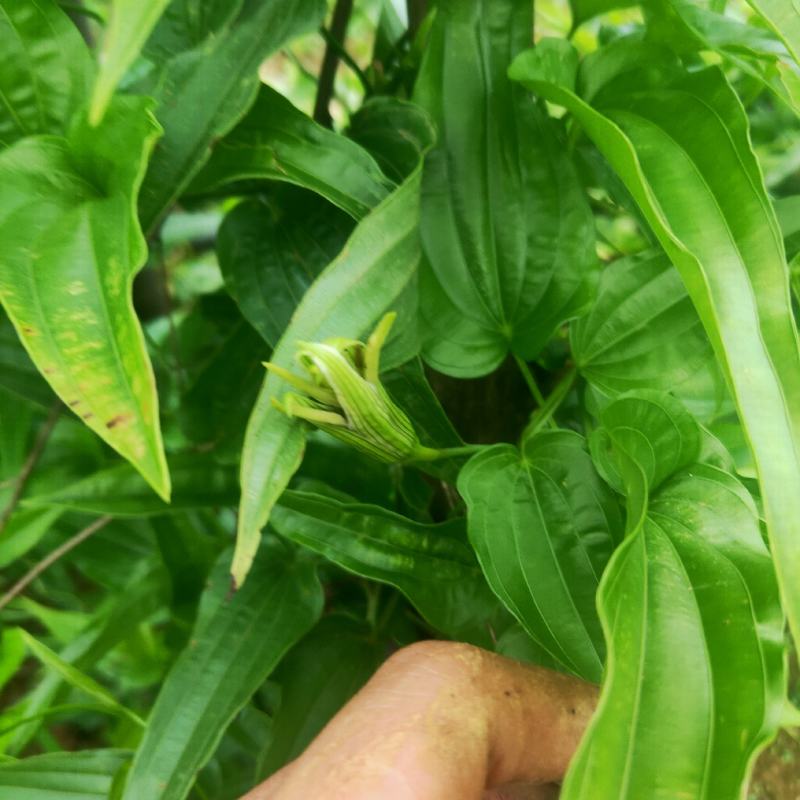 高产对叶百部种子
