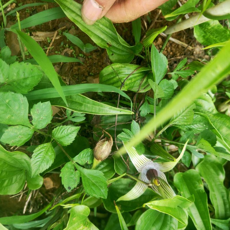 高产对叶百部种子