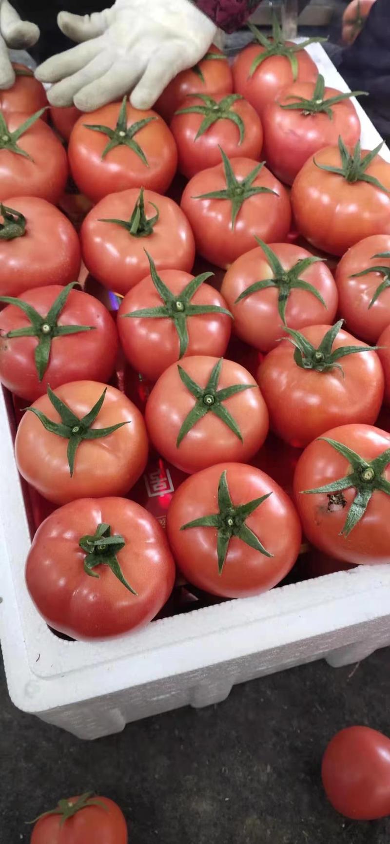 精品毛粉西红柿产地直供电商平台市场超市价格美丽
