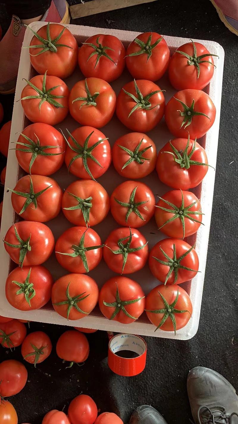 精品毛粉西红柿产地直供电商平台市场超市价格美丽