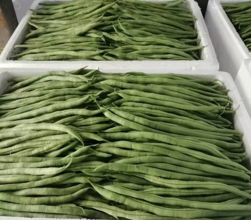 华州豆王无筋豆角价位合适即将大量上市对接各大市场电商
