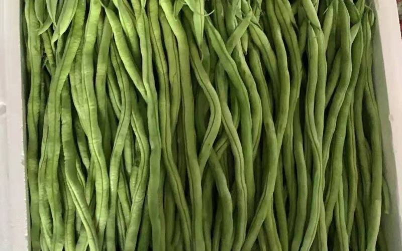 华州豆王无筋豆角价位合适即将大量上市对接各大市场电商