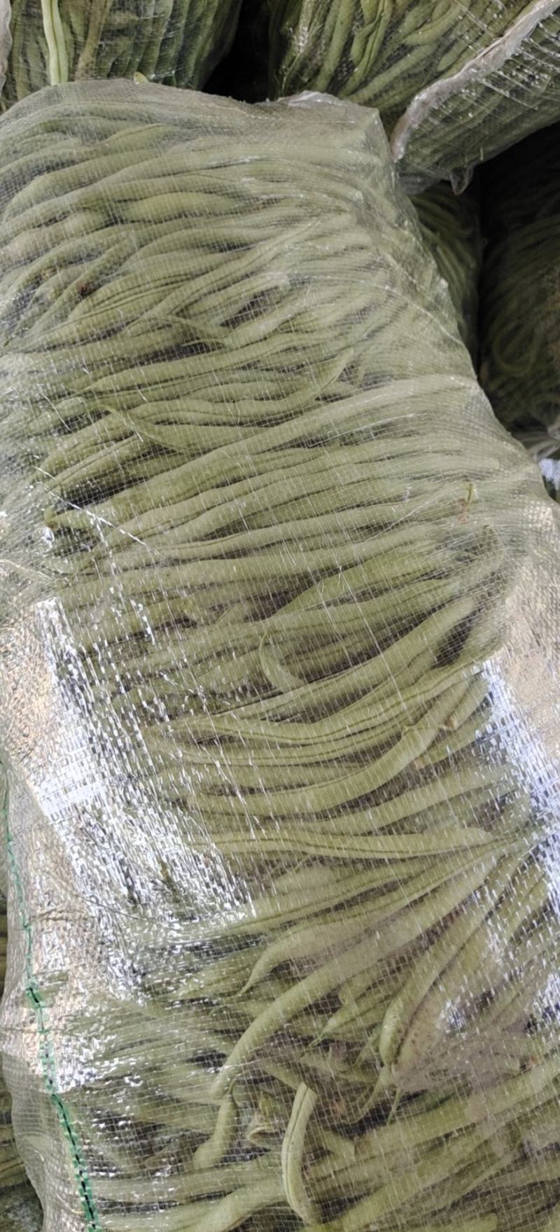 华州豆王无筋豆角价位合适即将大量上市对接各大市场电商