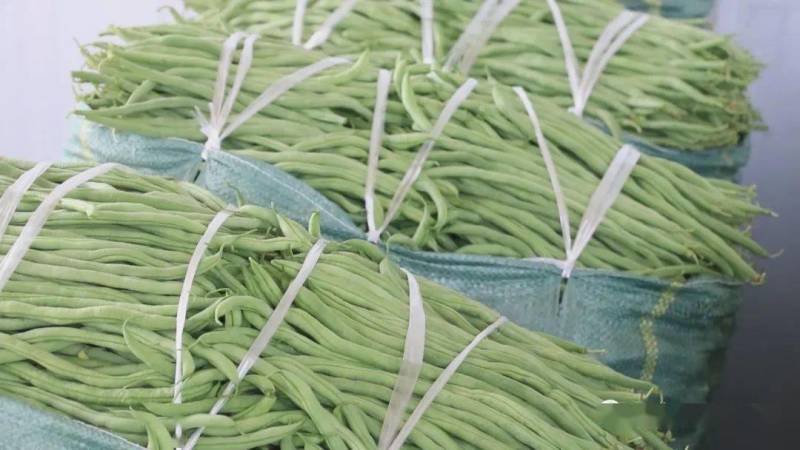 华州豆王无筋豆角价位合适即将大量上市对接各大市场电商
