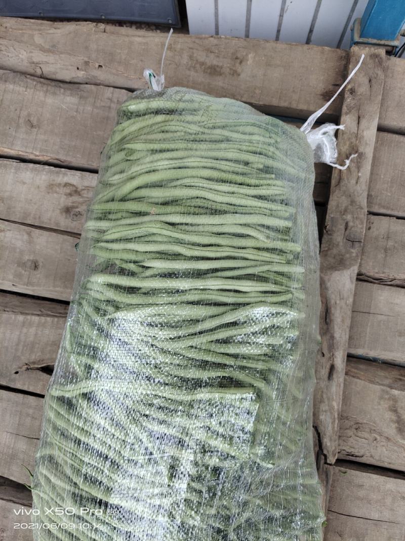 华州豆王无筋豆角价位合适即将大量上市对接各大市场电商