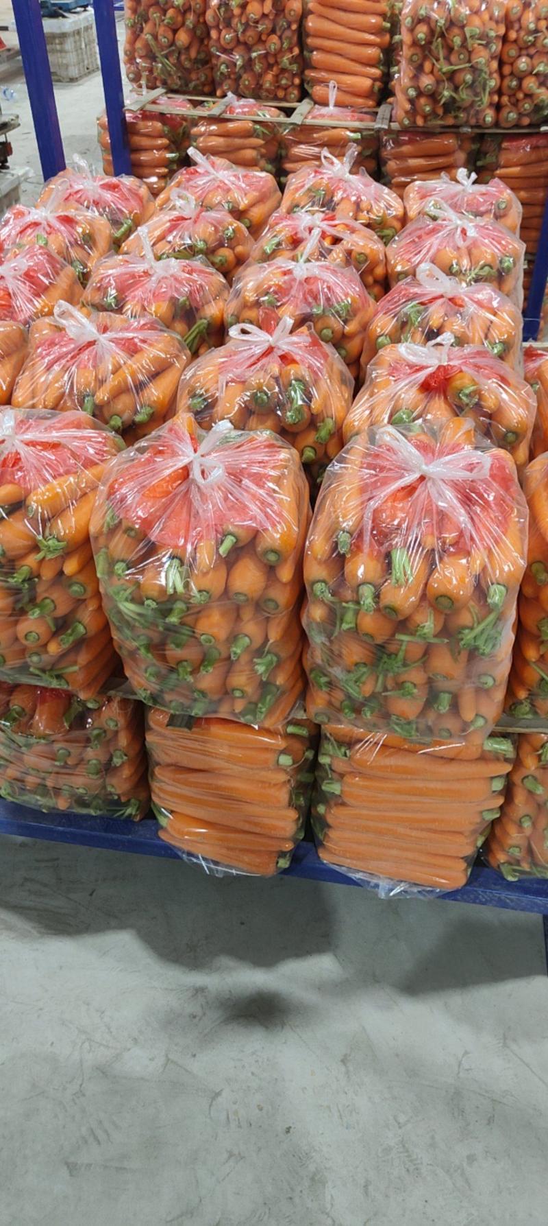 精品三红水洗胡萝卜，商超市场档口，出口，产地大量批发