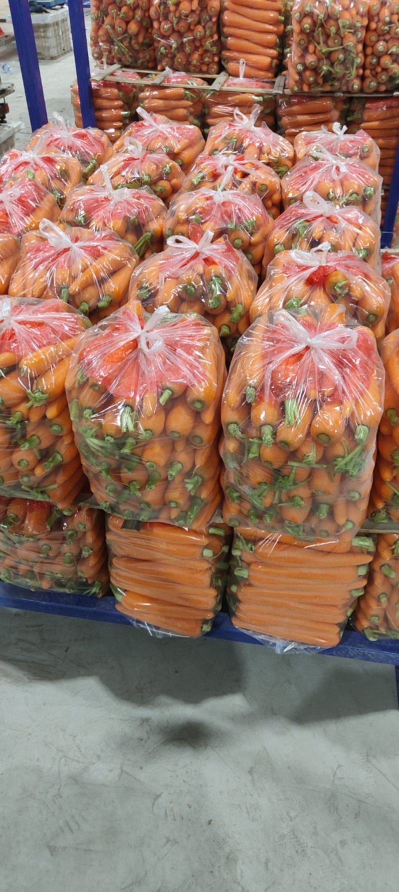 精品胡萝卜水洗土货各种规格产地大量供应商超市场出口