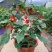 藤本植物花苗灯笼花苗蔓性风铃花带花多年生四季开花观花植物