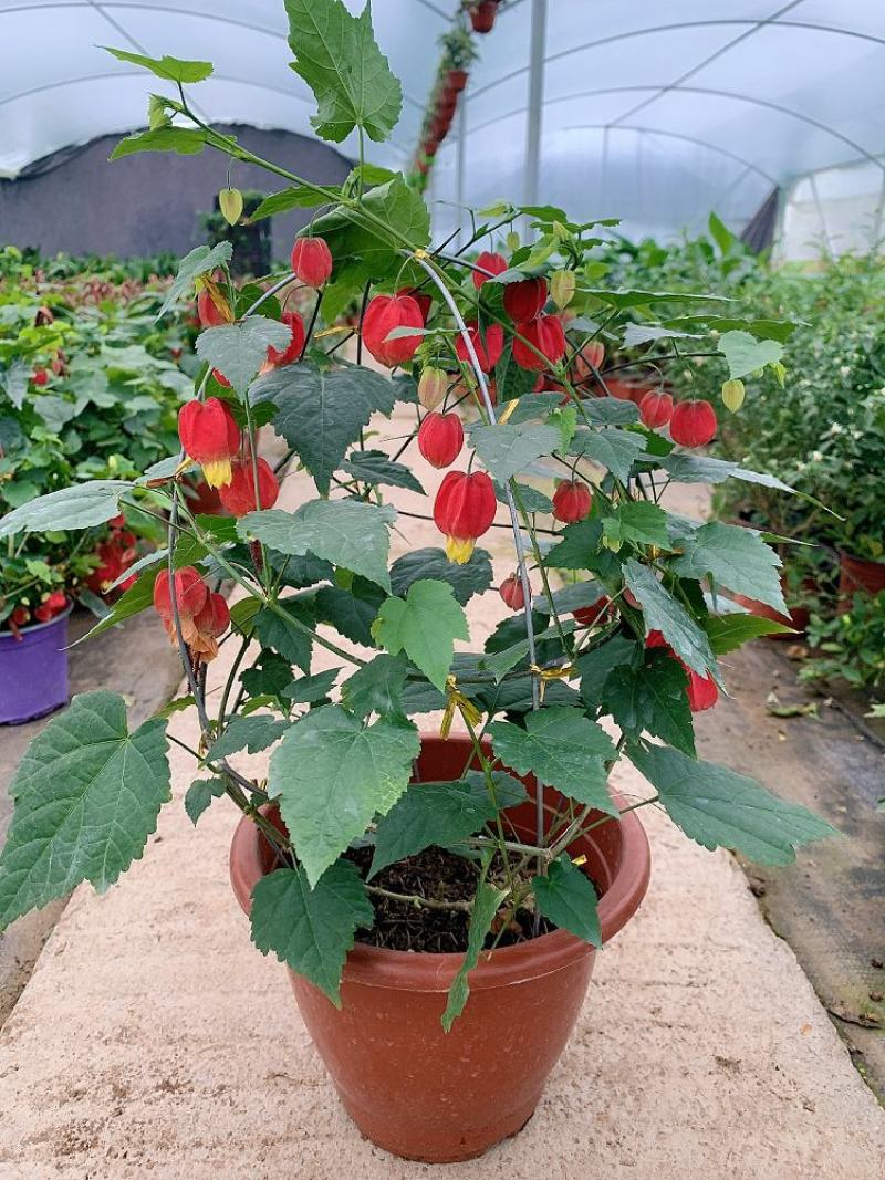 藤本植物花苗灯笼花苗蔓性风铃花带花多年生四季开花观花植物