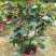 藤本植物花苗灯笼花苗蔓性风铃花带花多年生四季开花观花植物