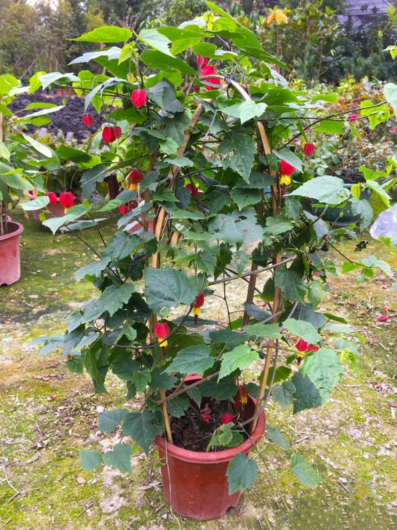 藤本植物花苗灯笼花苗蔓性风铃花带花多年生四季开花观花植物