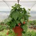 藤本植物花苗灯笼花苗蔓性风铃花带花多年生四季开花观花植物