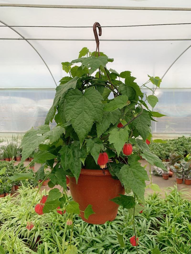 藤本植物花苗灯笼花苗蔓性风铃花带花多年生四季开花观花植物