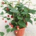 藤本植物花苗灯笼花苗蔓性风铃花带花多年生四季开花观花植物