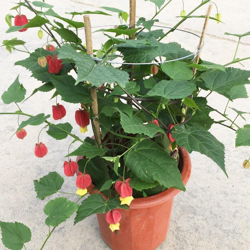 藤本植物花苗灯笼花苗蔓性风铃花带花多年生四季开花观花植物