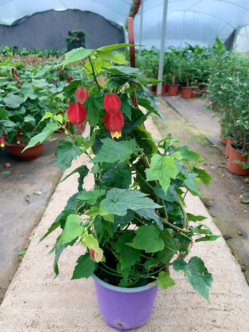 藤本植物花苗灯笼花苗蔓性风铃花带花多年生四季开花观花植物