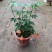 藤本植物花苗灯笼花苗蔓性风铃花带花多年生四季开花观花植物