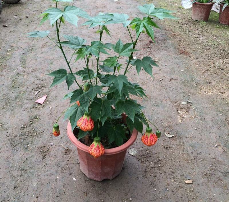 藤本植物花苗灯笼花苗蔓性风铃花带花多年生四季开花观花植物