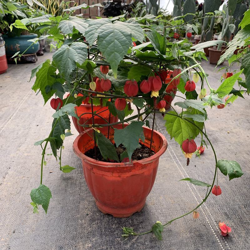 藤本植物花苗灯笼花苗蔓性风铃花带花多年生四季开花观花植物