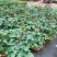 藤本植物花苗灯笼花苗蔓性风铃花带花多年生四季开花观花植物