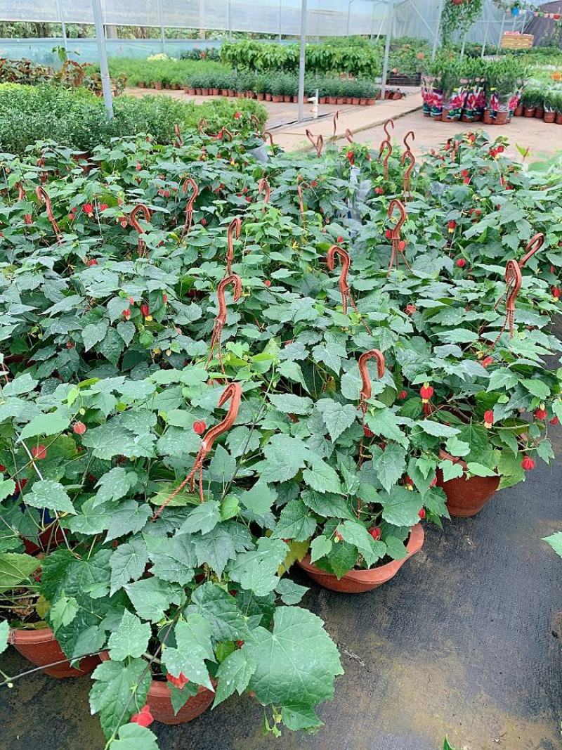 藤本植物花苗灯笼花苗蔓性风铃花带花多年生四季开花观花植物
