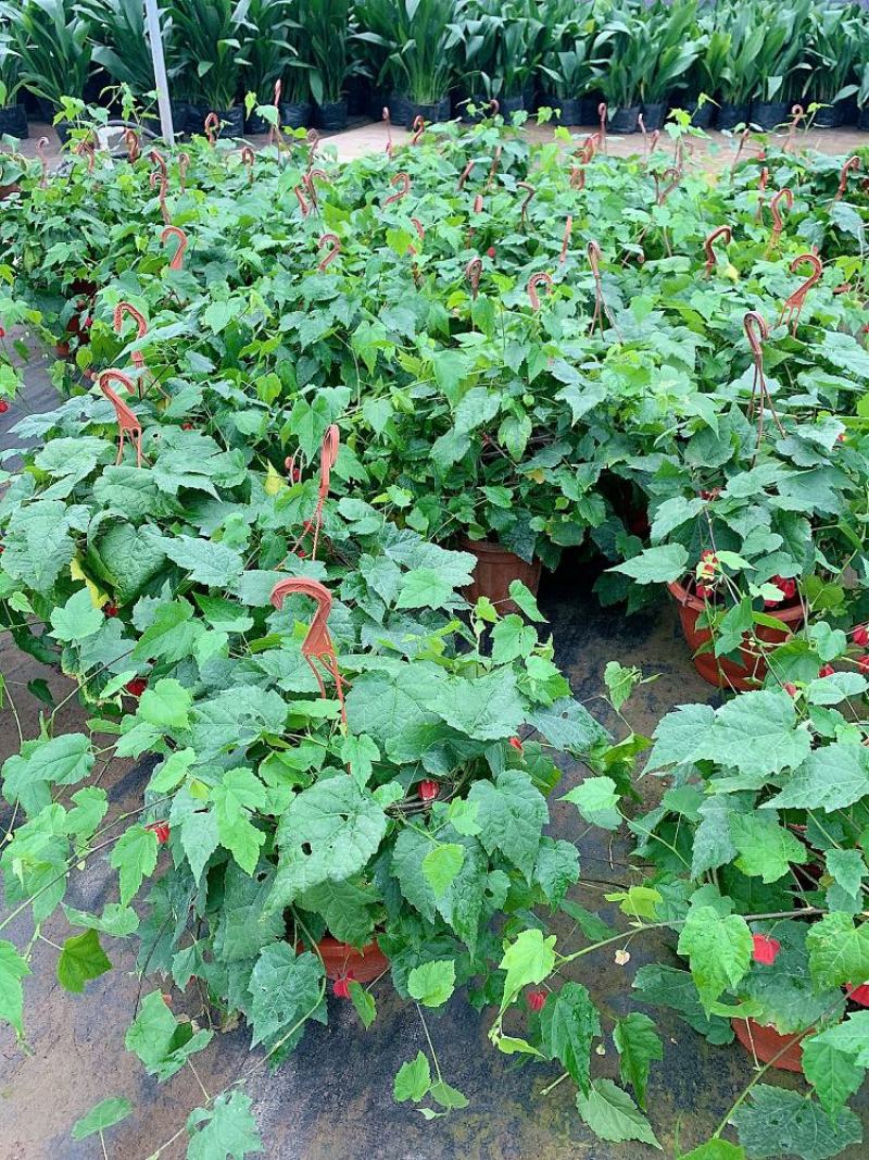 藤本植物花苗灯笼花苗蔓性风铃花带花多年生四季开花观花植物